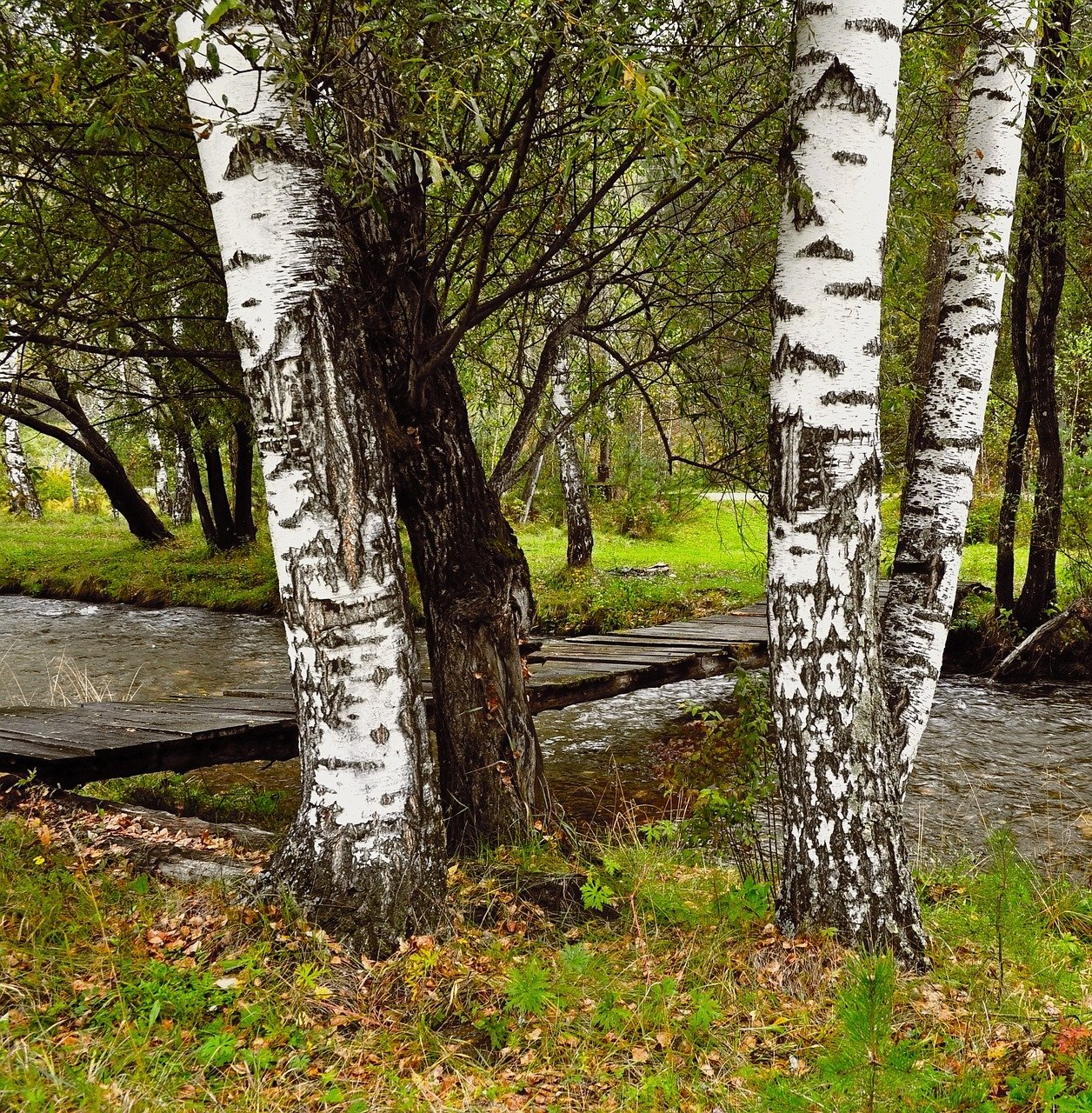 birch, trees, river-21088.jpg