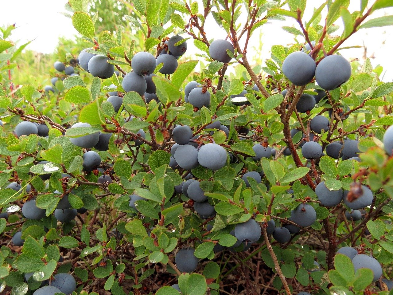 blueberry, berry, wild berry-2646330.jpg