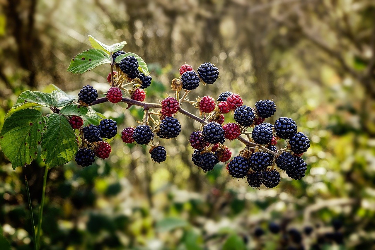 common bramble, blackberry, shrub-1687348.jpg