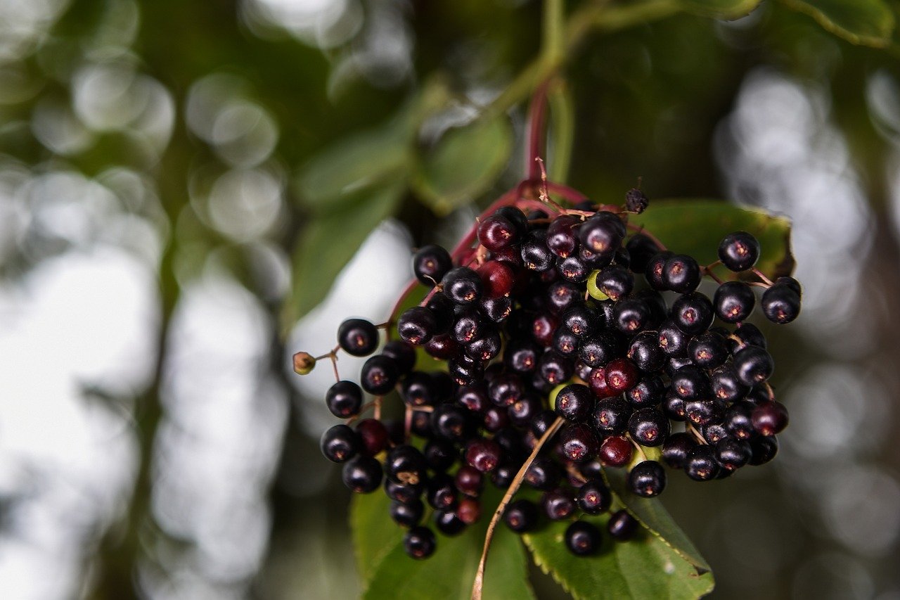 elderberry, plant, bush-2648247.jpg