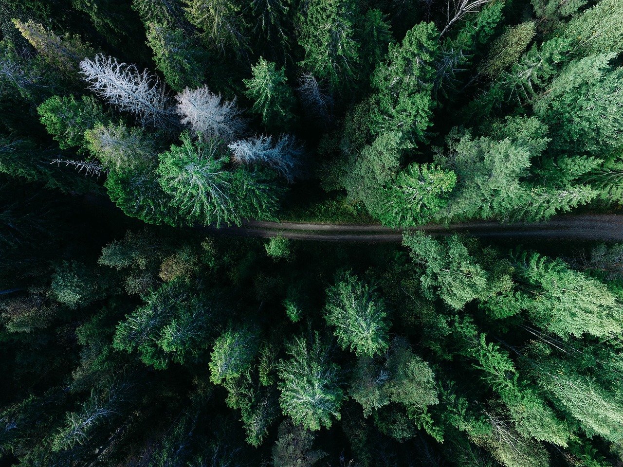 forest, road, aerial view-1866837.jpg