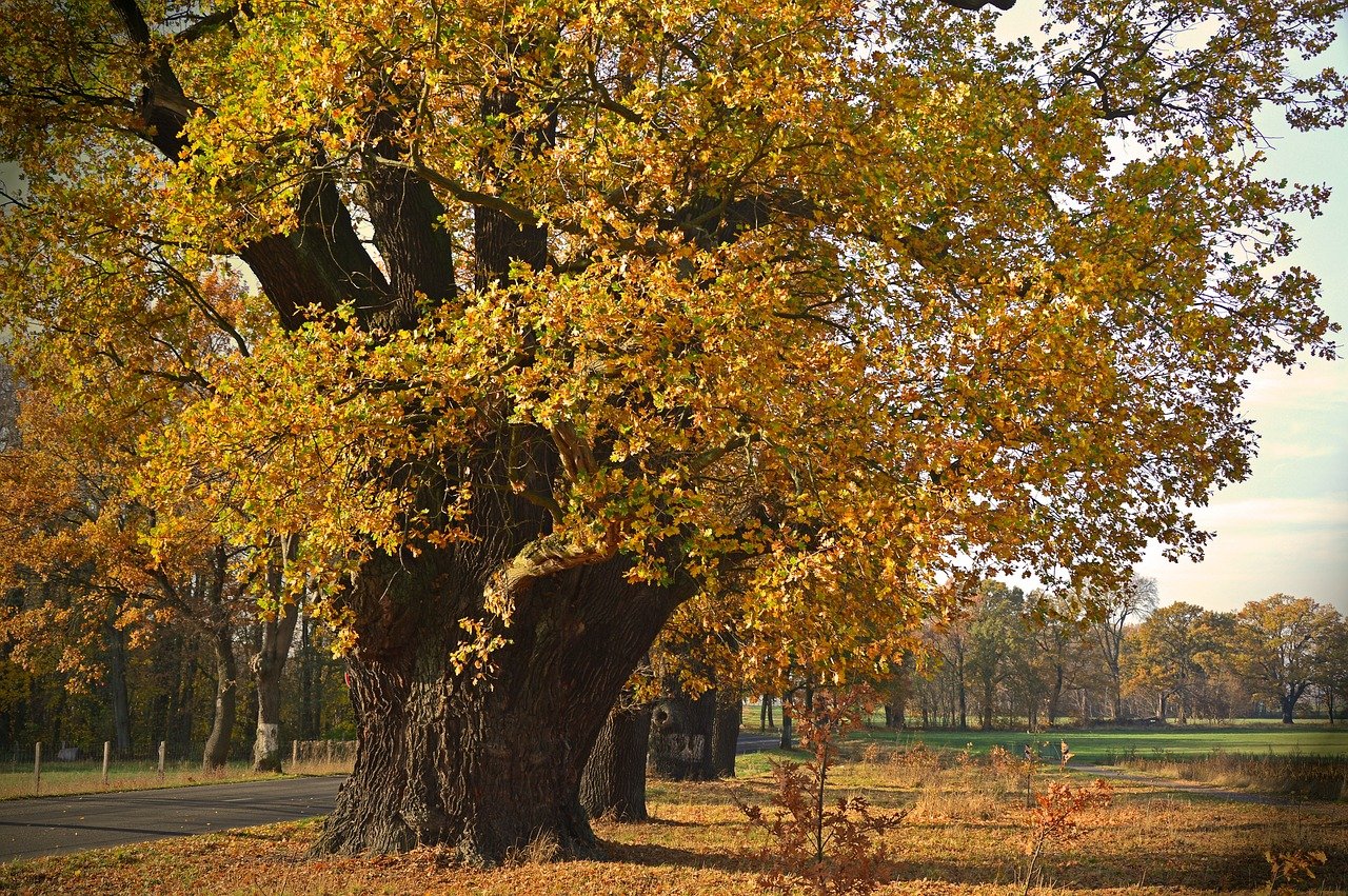 oak, old, trees-3899335.jpg